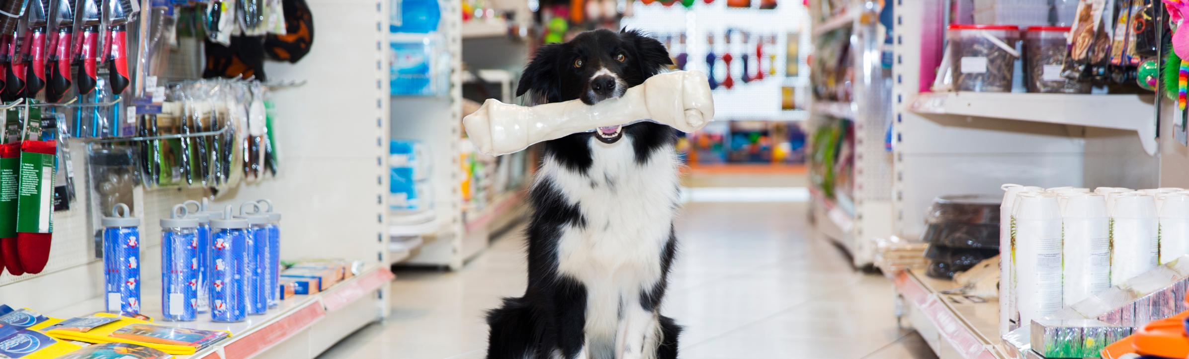 ouvrir-une-franchise-pour-animaux